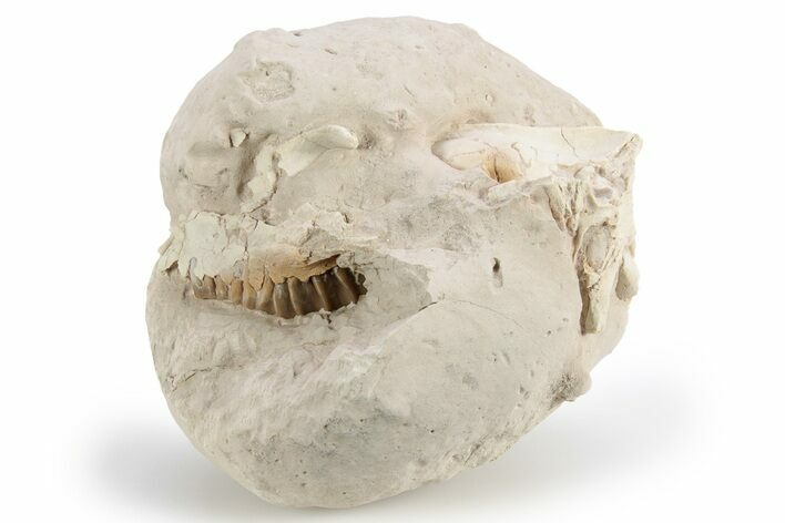 Bargain, Fossil Oreodont (Leptauchenia) Upper Skull - Unprepared #249259